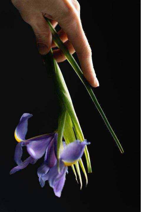 Blumen rechtliche Hinweise