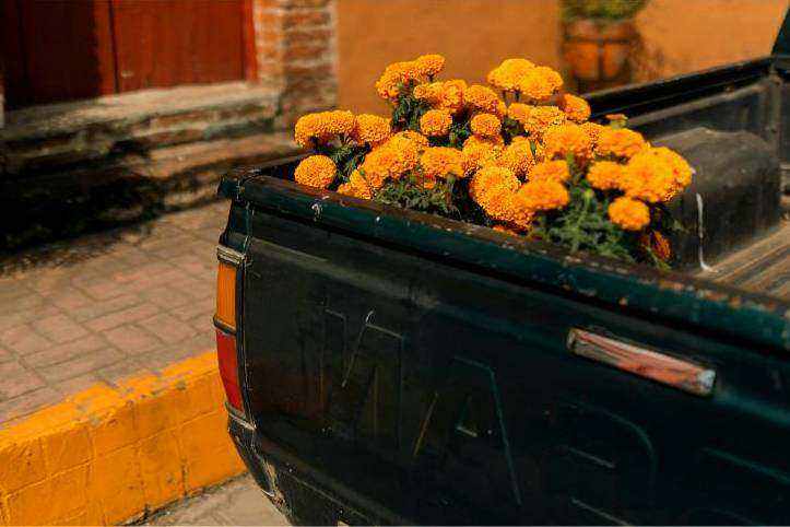 Saisonale Blumen